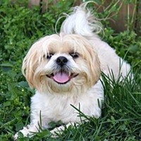 Lost Pet Image