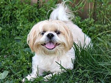 Pet Photo