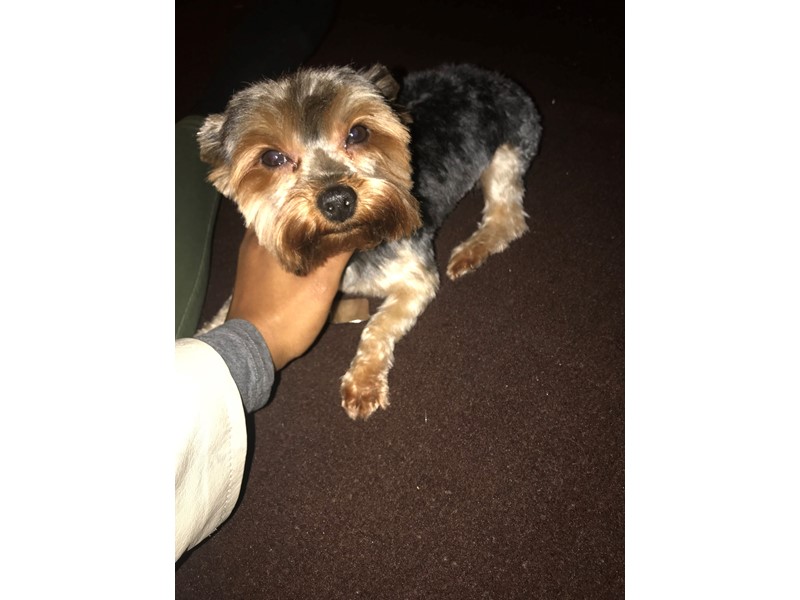 Pet Photo