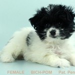 Lacy, Bichon-A-Ranian, lost pet near East Nassau, NY