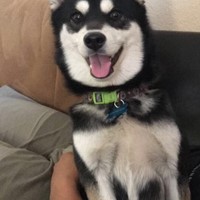 Lost Pet Image
