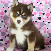 Lost Pet Image