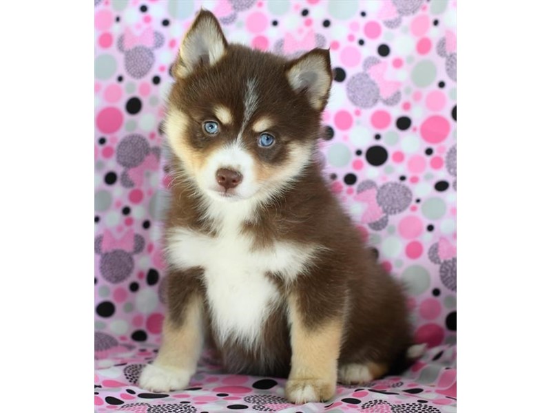 Pet Photo