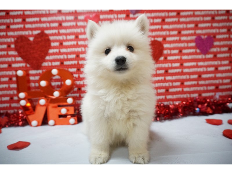 Pet Photo