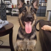 Lost Pet Image