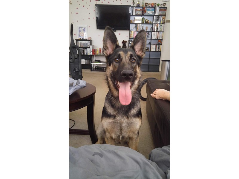 Pet Photo