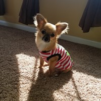 Lost Pet Image