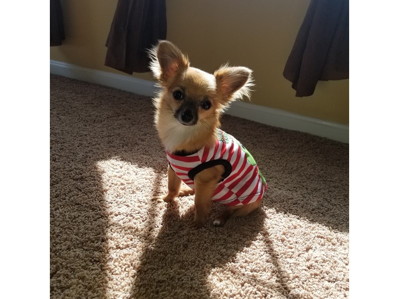 Pet Photo