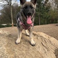 Lost Pet Image