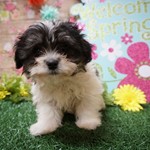 Cuddles penny vega, Morkie, lost pet near Waterloo, IN