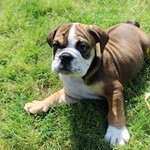 English Bulldog, lost pet near Montgomery, AL