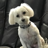 Lost Pet Image