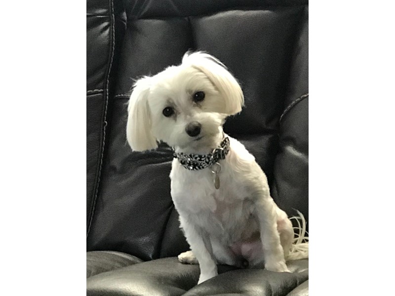 Pet Photo