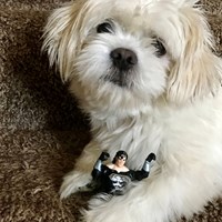 Lost Pet Image