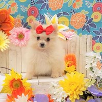 Lost Pet Image