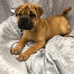 Peaches, Ori Pei, lost pet near Cary, IL