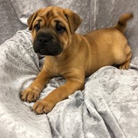 Lost Pet Image