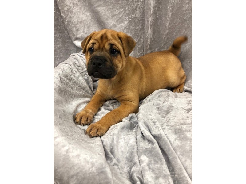 Pet Photo