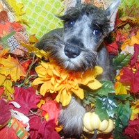 Lost Pet Image