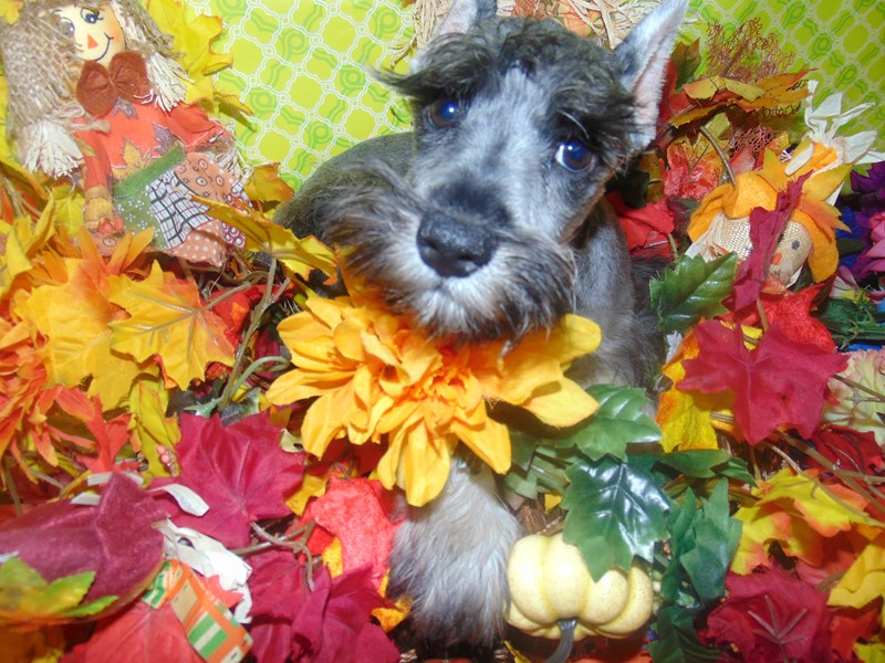 Pet Photo