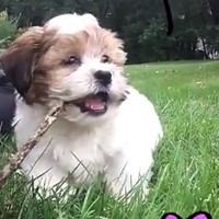Lost Pet Image