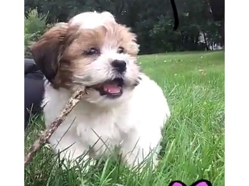 Pet Photo