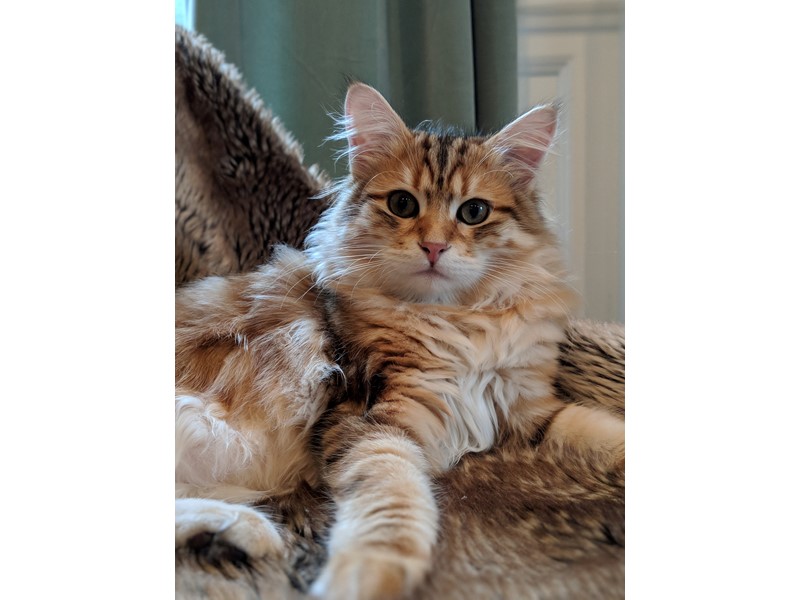 Pet Photo