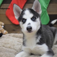 Lost Pet Image