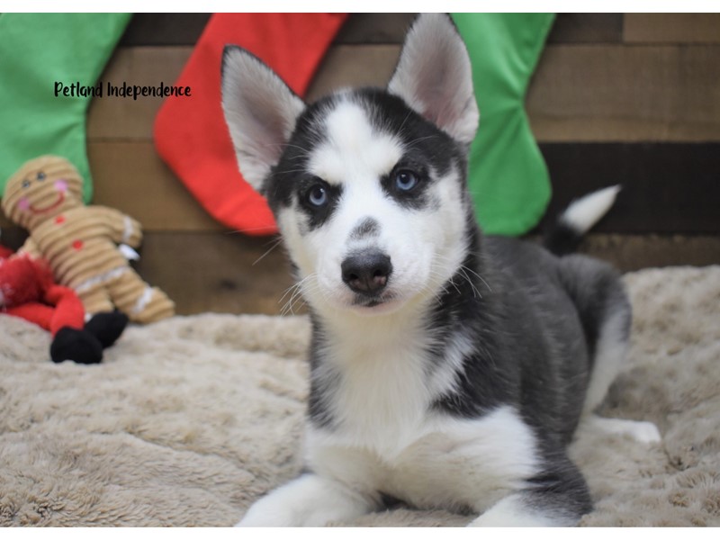 Pet Photo