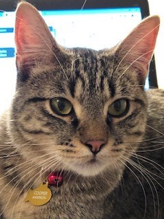 Pet Photo