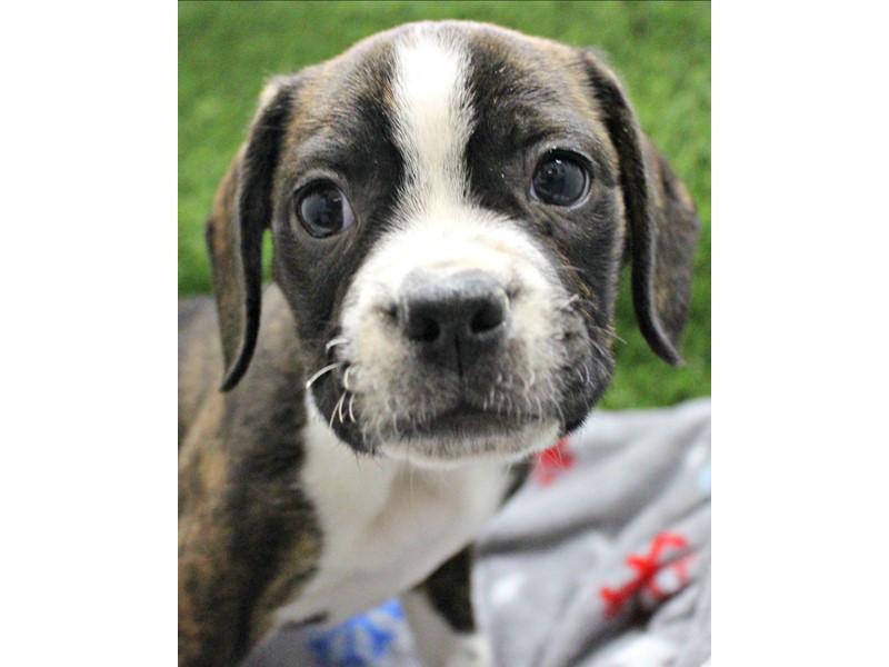 Pet Photo