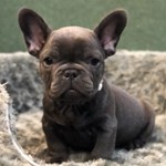 Duke, French Bulldog, lost pet near Spring Branch, TX