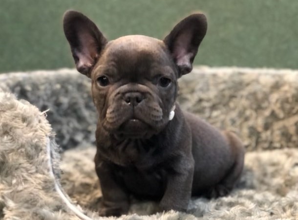Pet Photo