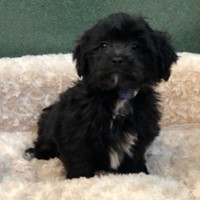 Lost Pet Image