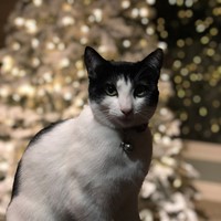 Lost Pet Image