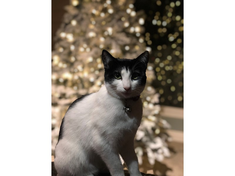 Pet Photo