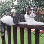 Miss Miracle, Calico, lost pet near Columbia, TN