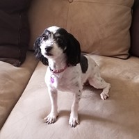 Lost Pet Image