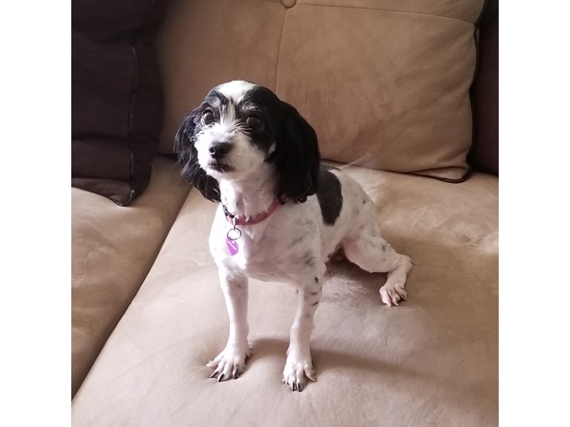 Pet Photo
