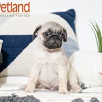 Yoda, Pug, lost pet near Princeton, FL