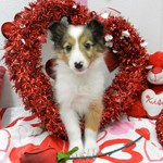 Mollie, Shetland Sheepdog, lost pet near Mount Dora, FL