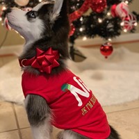 Lost Pet Image