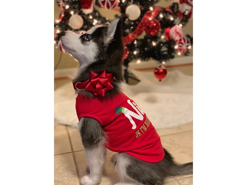Pet Photo