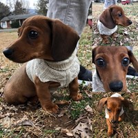 Lost Pet Image