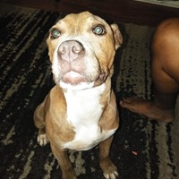 Lost Pet Image
