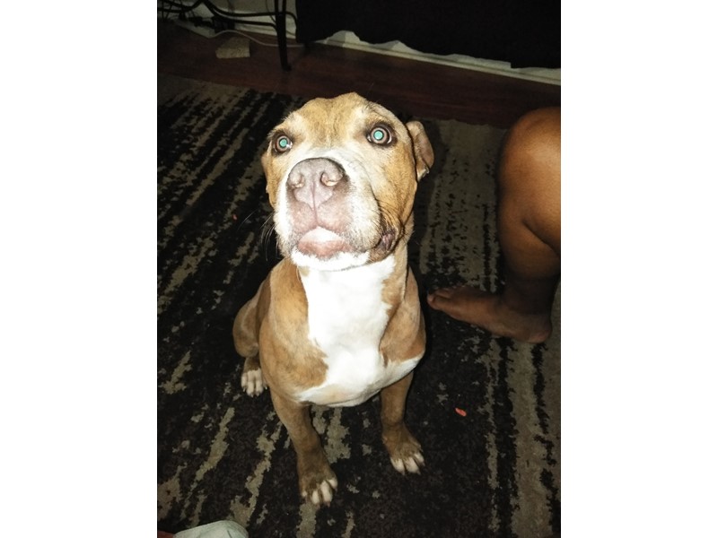 Pet Photo
