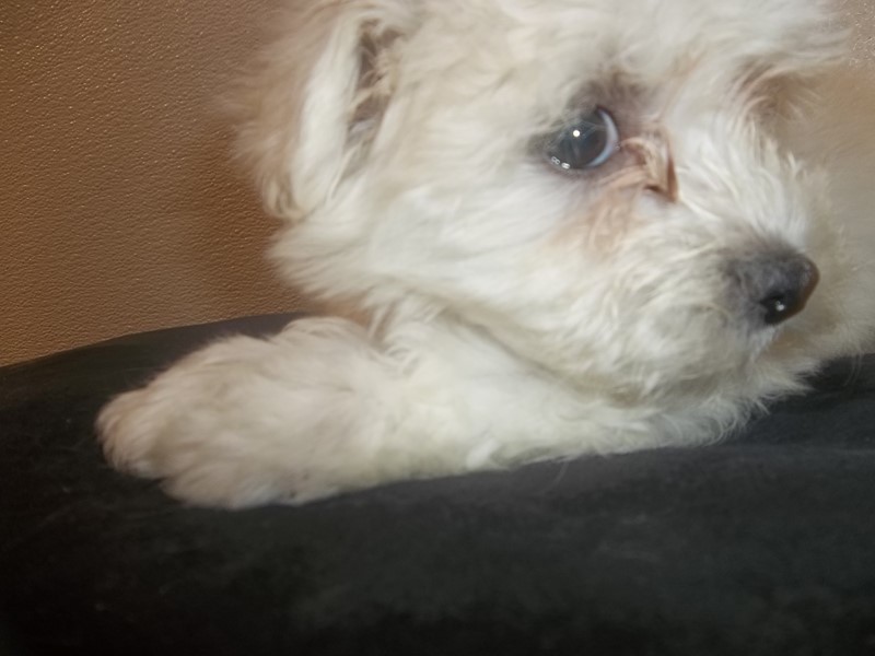 Pet Photo