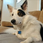 Kai, Border Collie, lost pet near Essex, MD