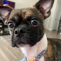 Lost Pet Image