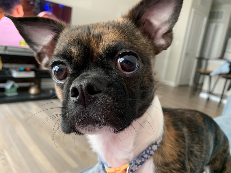 Pet Photo